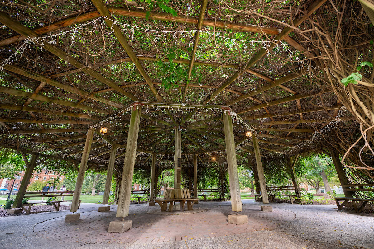 A photo from inside Hood College's pergola during the summer