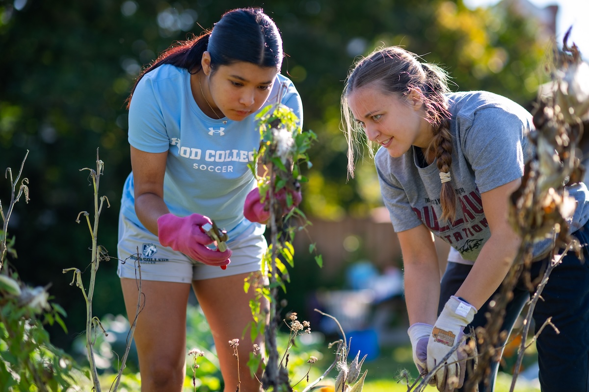 Two Hood students trim weeds in the Hood College-Frederick Health Resource Garden