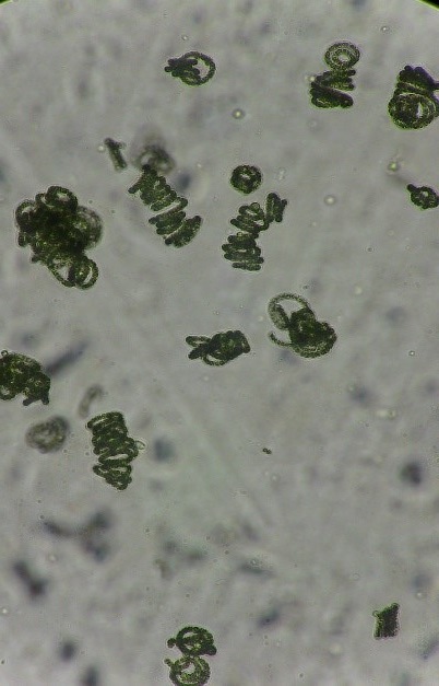 cyanobacteria_0.jpg