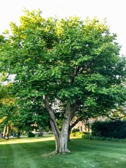 Big Leaf Magnolia found on lawn of Admissions House