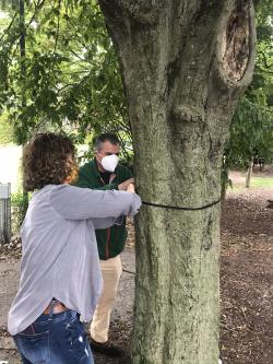 Forestry Board measuring trees