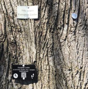 Three types of tree tags on campus