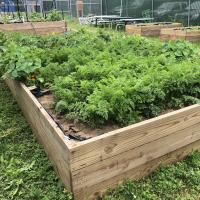 FFSN Raised Bed garden with produce
