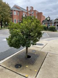 Filterra system along sidewalk on Hodson Drive