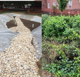 Rain garden photo collage: install on left and planted on right