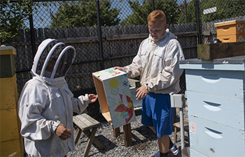 Bee Boxes