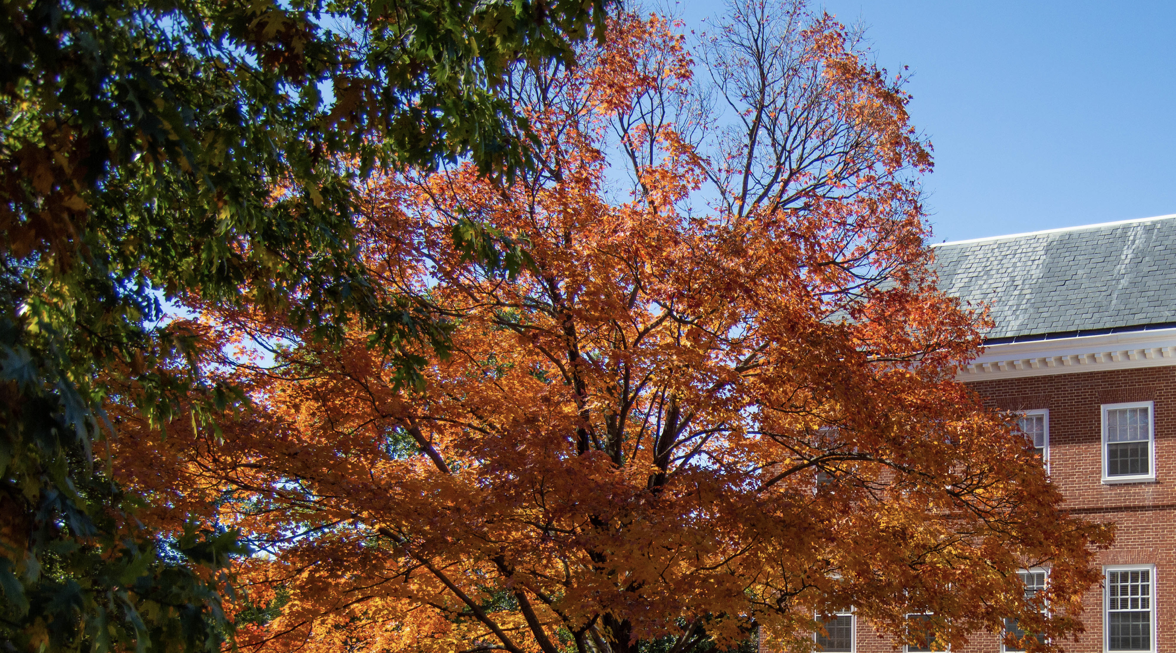 fall foliage