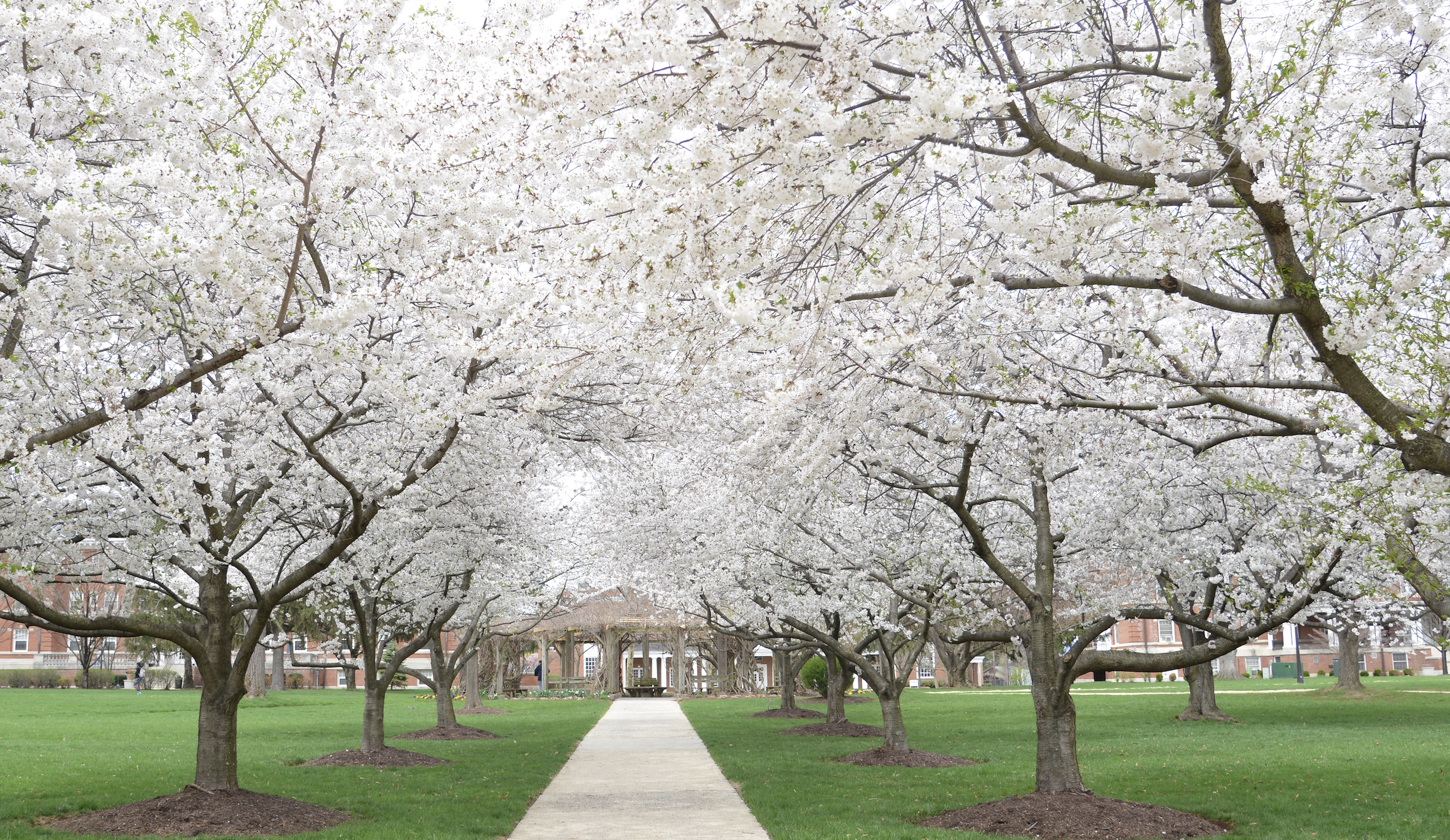 Pergola in spring