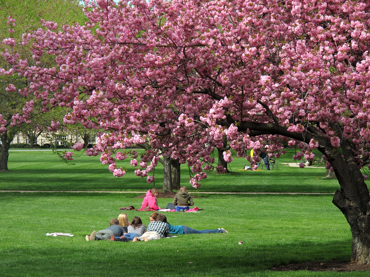 Students on quad spring