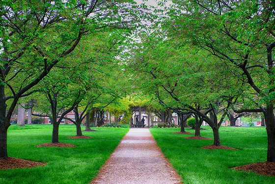 Pergola