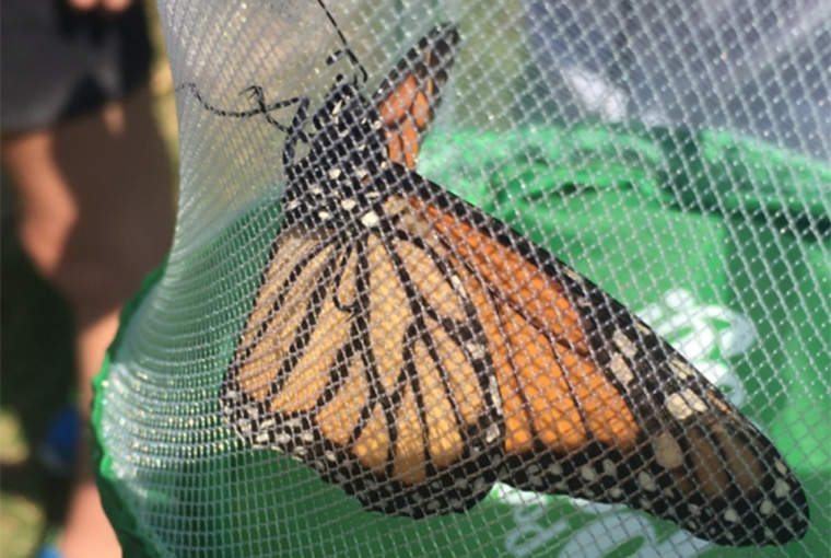 Monarch Butterfly