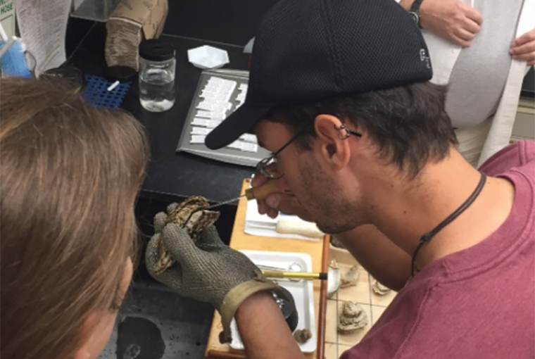 Oyster Dissection