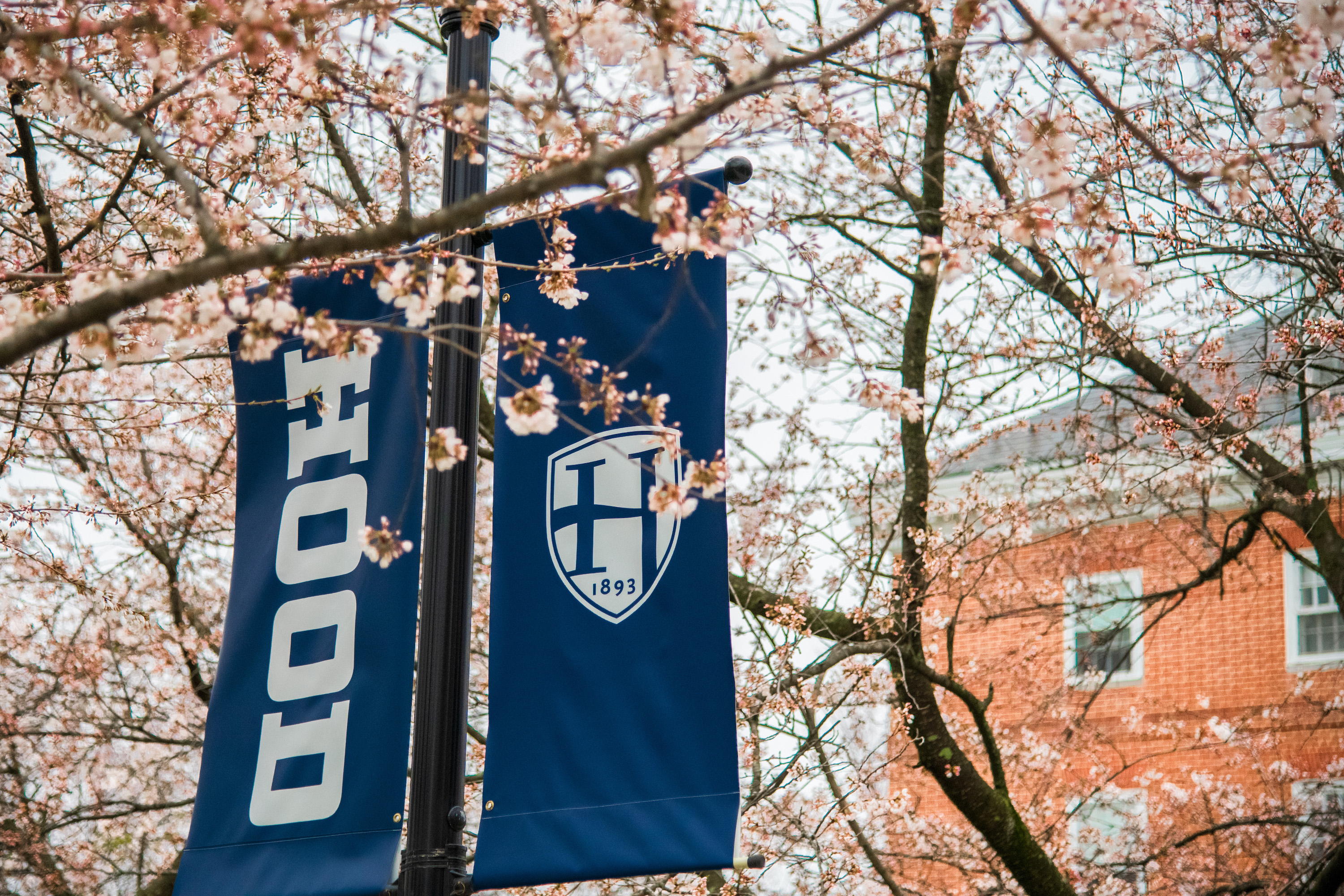 A dark blue Hood banner is surrounded by pink blooms on tree branches