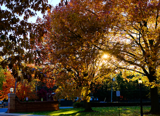 Annual guided tree walk at Hood College