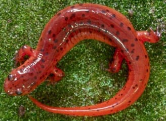 Salamander