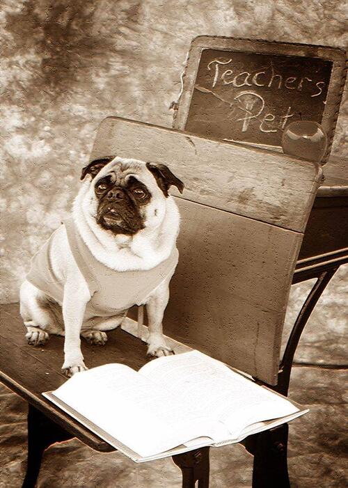 princess teachers pet