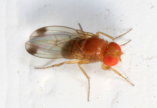 Close up of a Spotted-Wing Drosophila fly