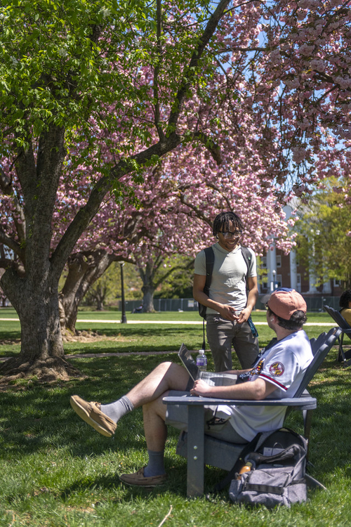 Cherry blossom candid