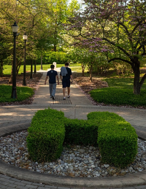 Students talking through tree-lined path on campus
