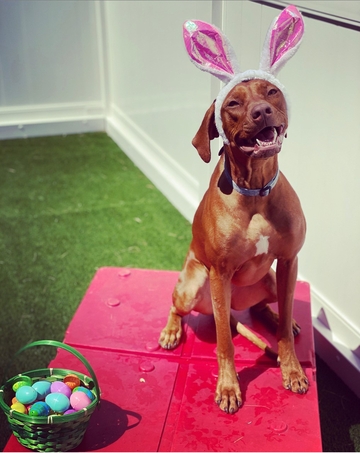 Sedona at Camp Bow Wow