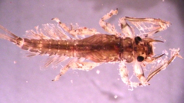 macroinvertebrate photo under microscope