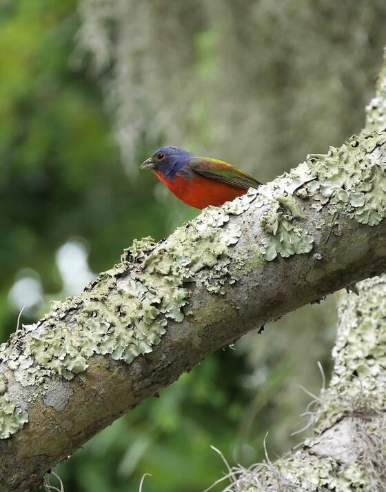Birding