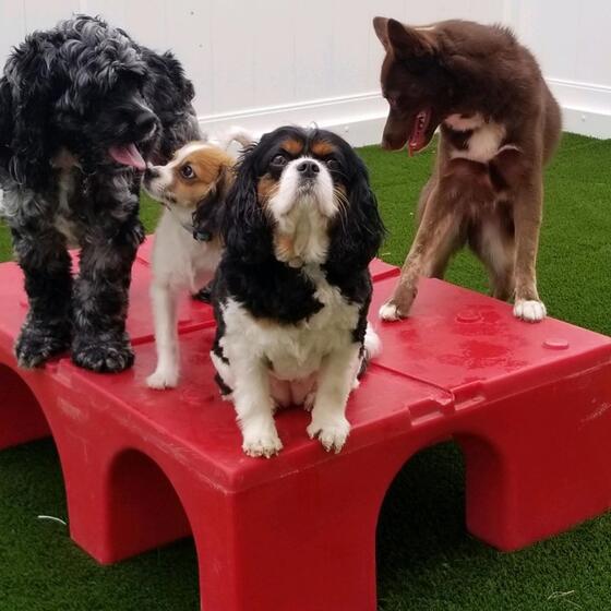 Bow Wow group