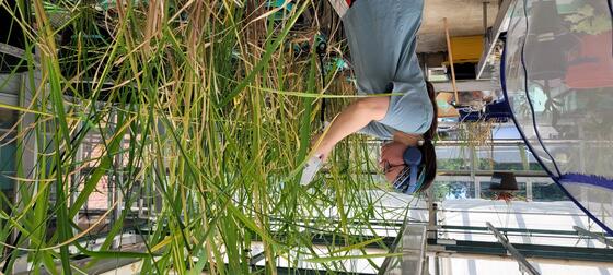 Greenhouse research