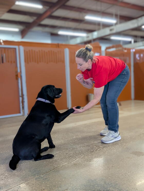 skills training Camp Bow Wow