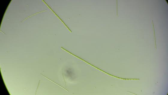 Algal ID