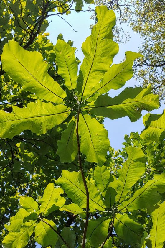 Leaves of the Big Leaf Magnolia in summer