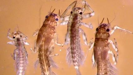 macroinvertebrate photo under microscope