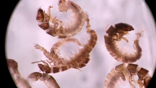 macroinvertebrate photo under microscope
