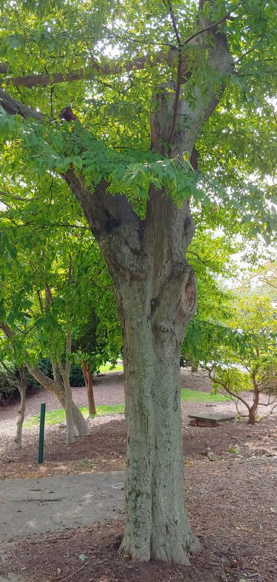 American Hornbeam