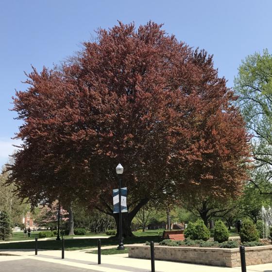 Copper Beech photo