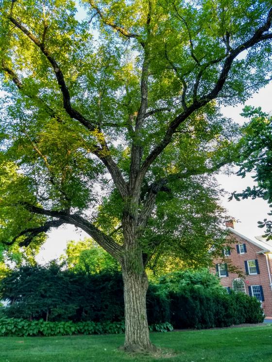 English Walnut