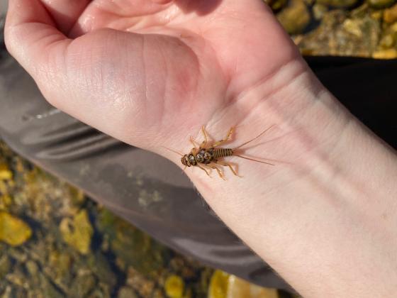 mayfly on sampler's wrist in field