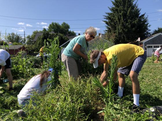 volunteers weeding