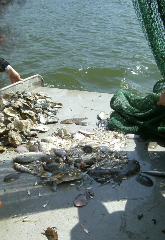 Otter Trawl