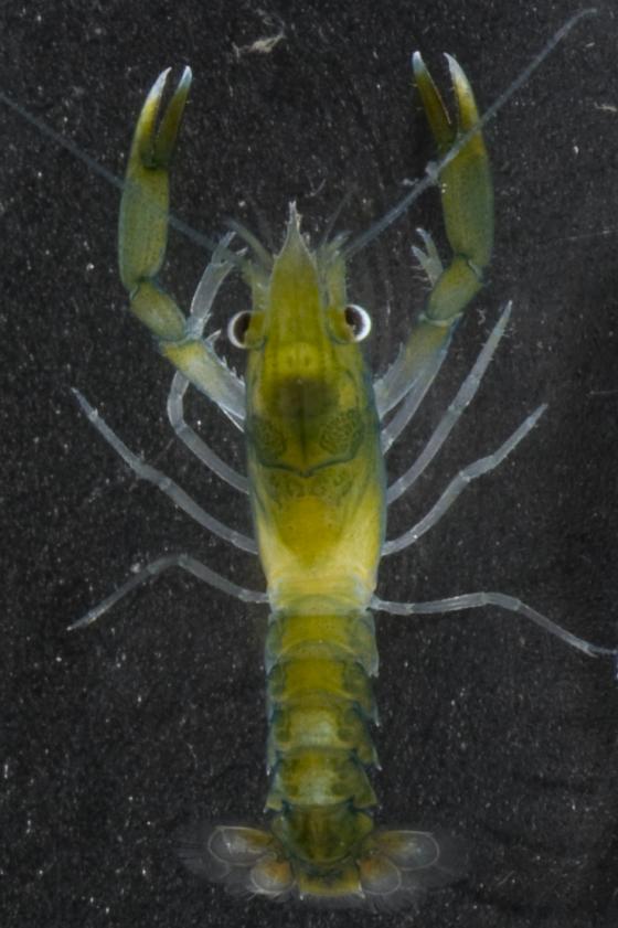 Stage IV Lobster Larva