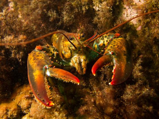 Adolescent Lobster