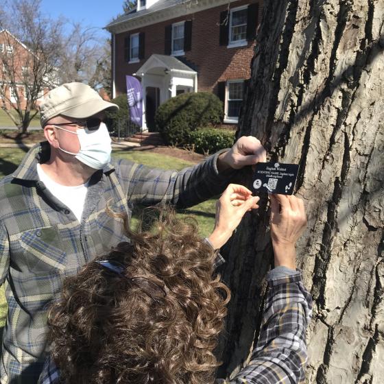 A Tree Walk Tag being installed