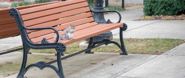 Squirrel on bench
