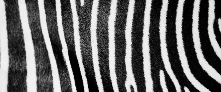 Zebra print