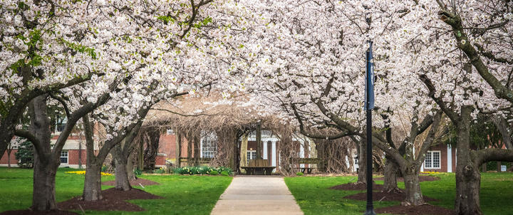 A photo of blooming trees by Hood's Pergola.