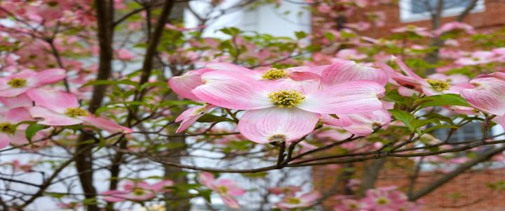 Spring Flowers