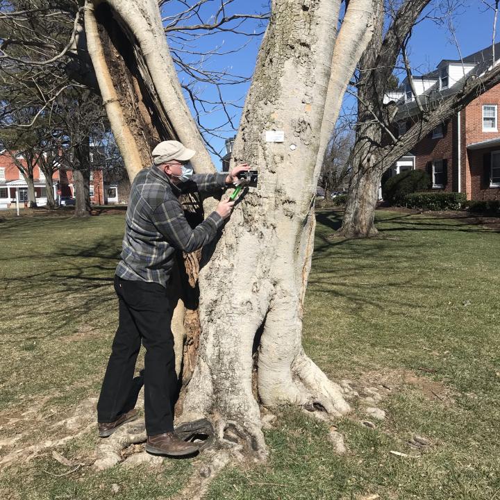 Forest Board volunteer installs tree tag 