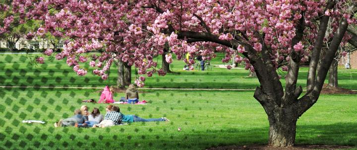 Blossoms