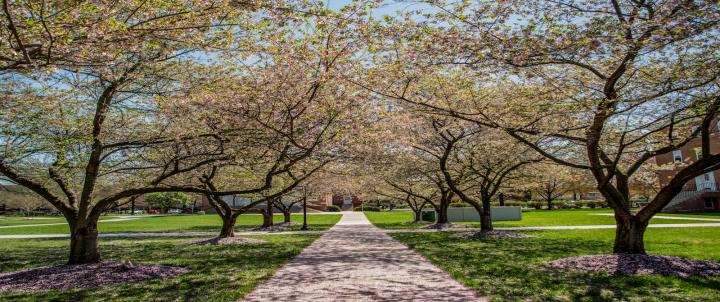 Campus Trees