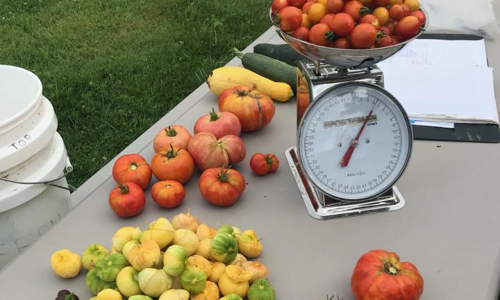 produce being weighed